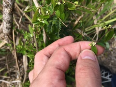 Metastelma decipiens