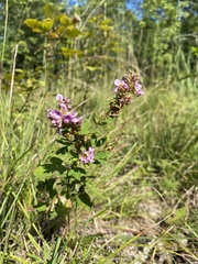 Lespedeza