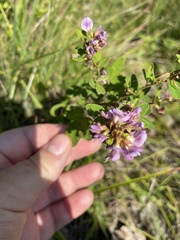 Lespedeza