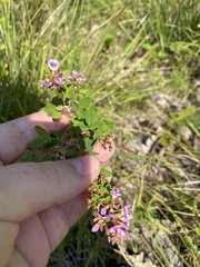 Lespedeza