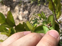 Dendropemon caribaeus