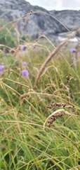 Carex panicea