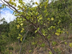 Dendropemon caribaeus