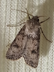 Agrotis segetum