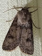 Agrotis segetum