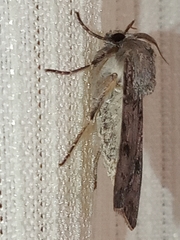 Agrotis segetum