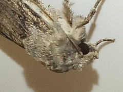 Agrotis segetum