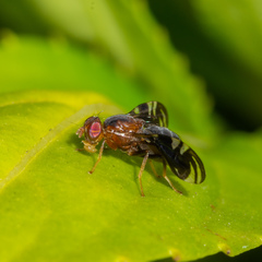 Parastenopa limata