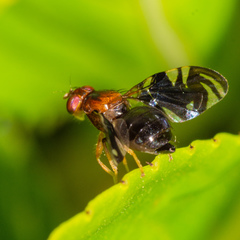Parastenopa limata