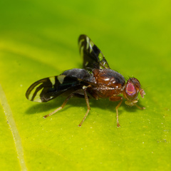 Parastenopa limata
