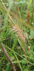 Festuca vivipara