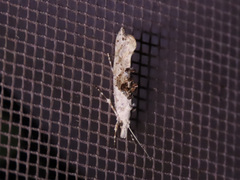 Ypsolopha asperella