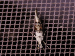 Ypsolopha asperella