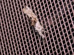 Ypsolopha asperella