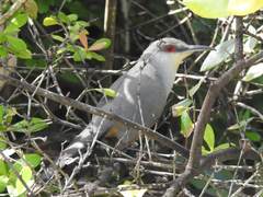 Coccyzus longirostris