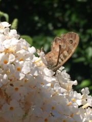 Pararge aegeria