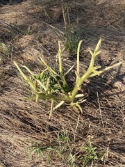 Proboscidea louisianica