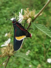 Mysoria barcastus