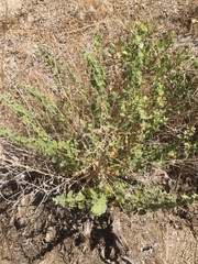 Brickellia microphylla