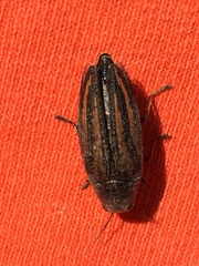 Buprestis lineata