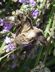 Autographa gamma