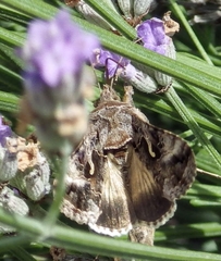 Autographa gamma