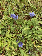 Gentiana newberryi newberryi