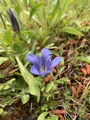 Gentiana newberryi newberryi