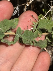 Brickellia microphylla