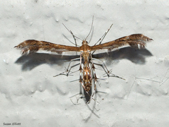 Oxyptilini