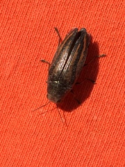 Buprestis lineata