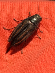 Buprestis lineata