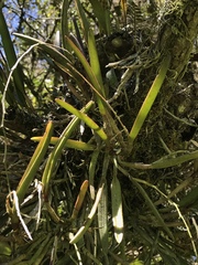 Epidendrum moritzii