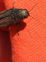 Buprestis lineata