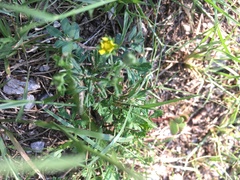 Potentilla supina