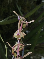 Epidendrum moritzii
