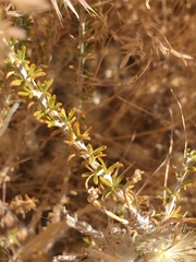 Tetradymia glabrata
