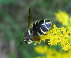 Stratiomys badia