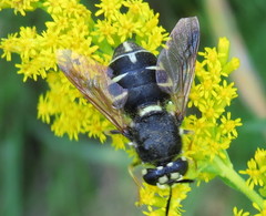 Stratiomys badia