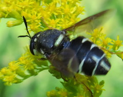 Stratiomys badia