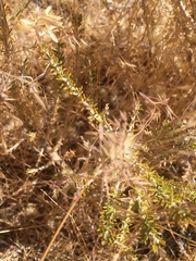 Tetradymia glabrata
