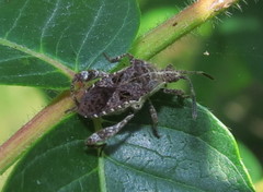Merocoris distinctus