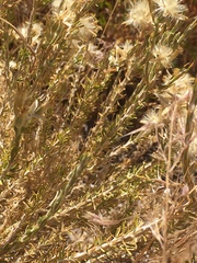 Tetradymia glabrata