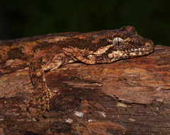 Mokopirirakau granulatus