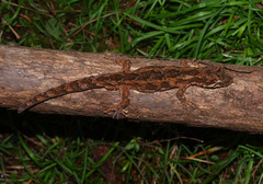 Mokopirirakau granulatus