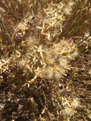 Tetradymia glabrata