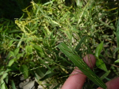 Panicum dichotomiflorum puritanorum
