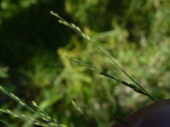Panicum dichotomiflorum puritanorum