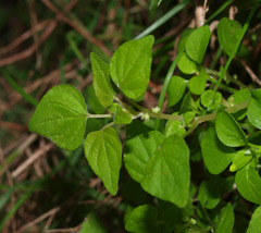 Parietaria debilis