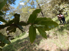 Quercus eduardii